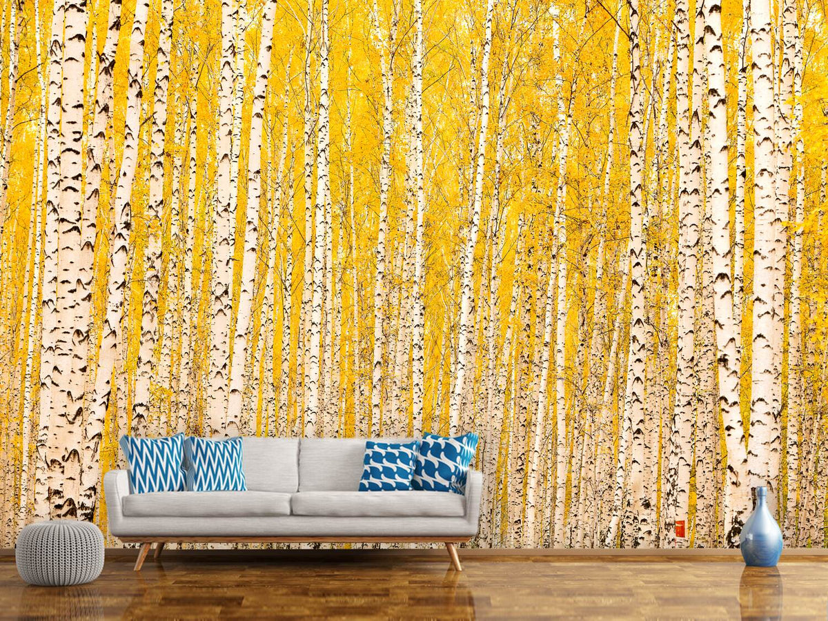 photo-wallpaper-the-birch-forest-in-autumn