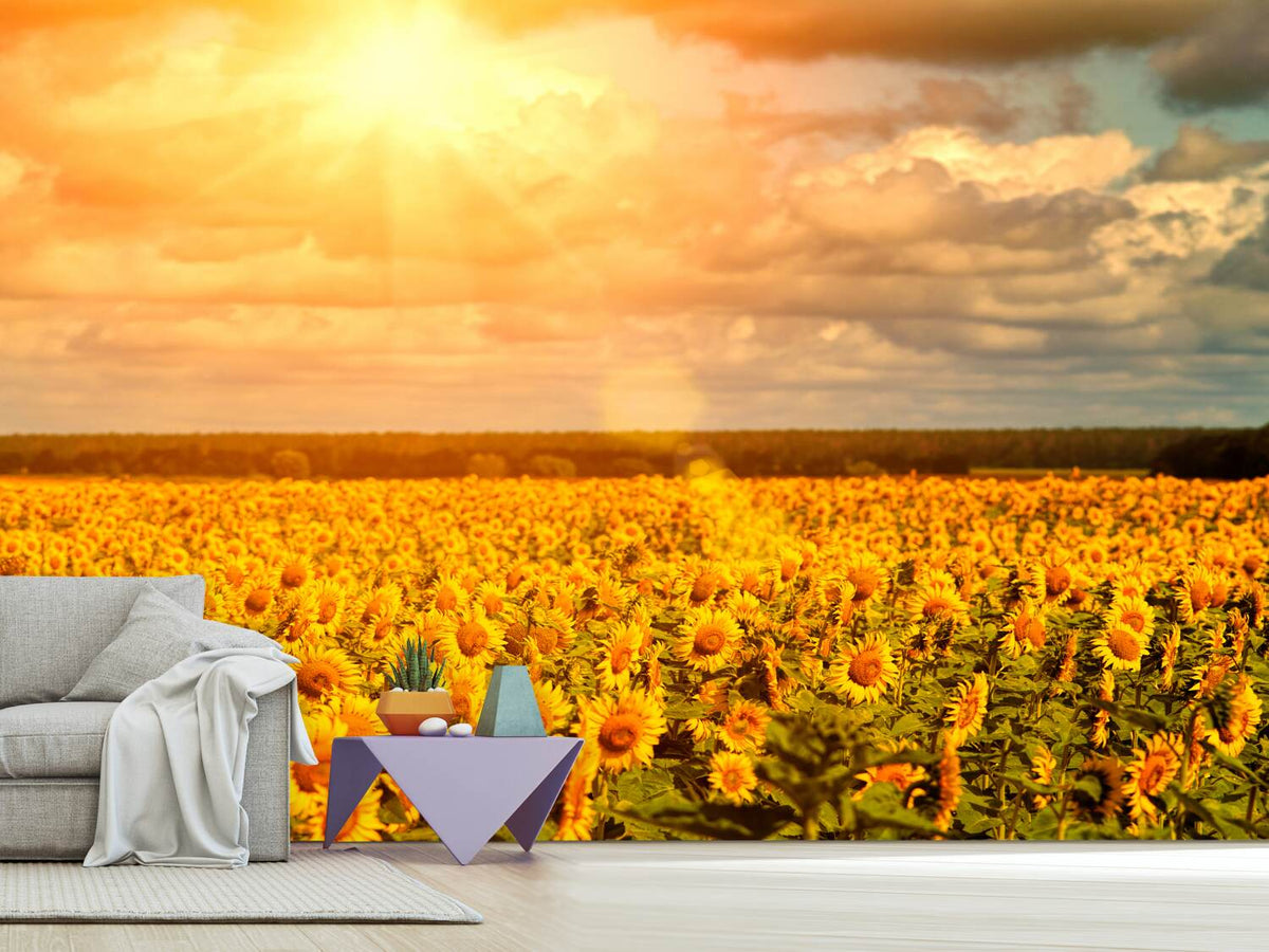 photo-wallpaper-golden-light-sunflower