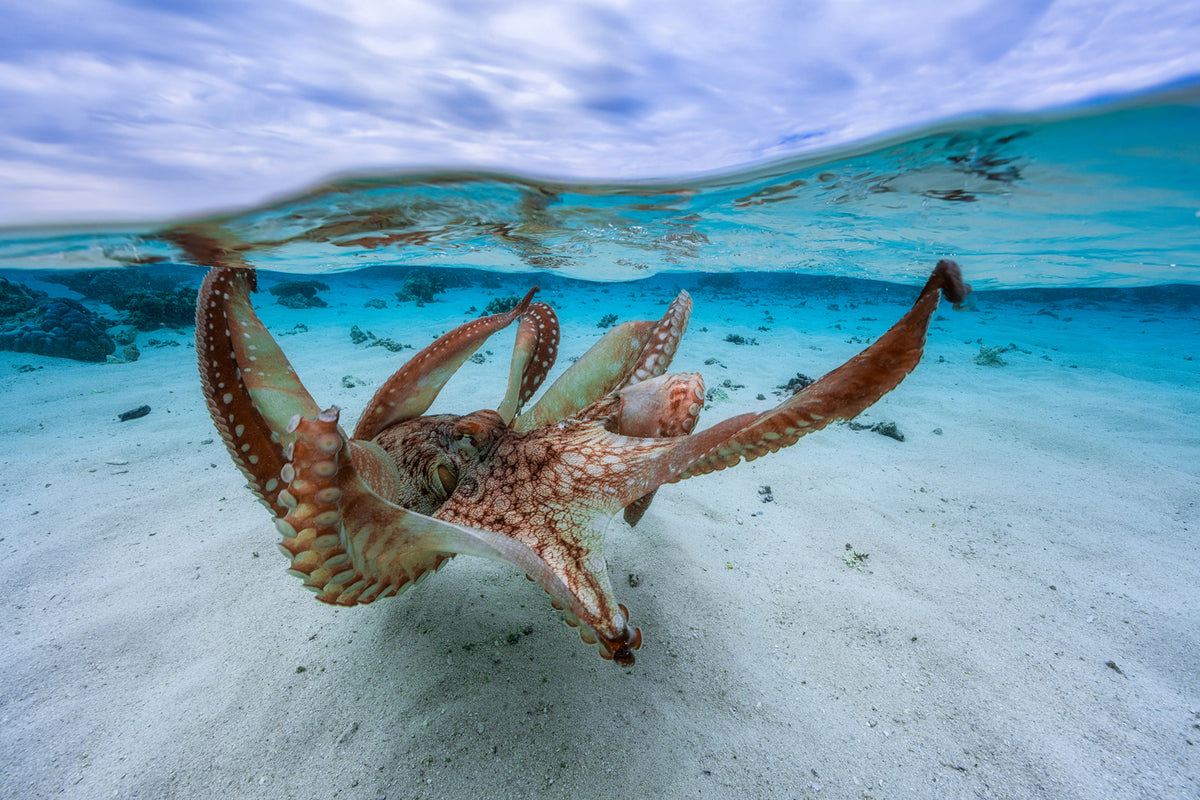 photo-wallpaper-octopus-ii