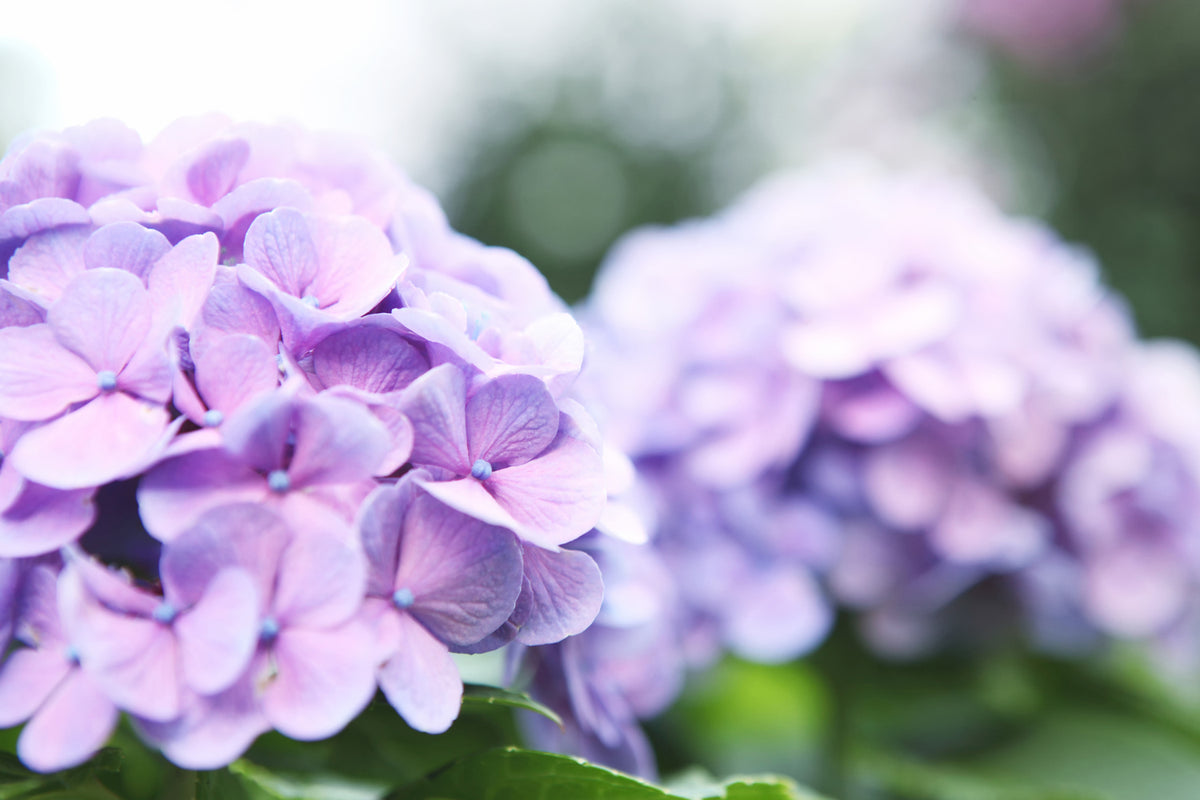 photo-wallpaper-hydrangeas