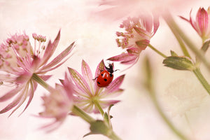 photo-wallpaper-ladybird-and-pink-flowers-x