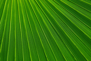 photo-wallpaper-palm-stripe-i