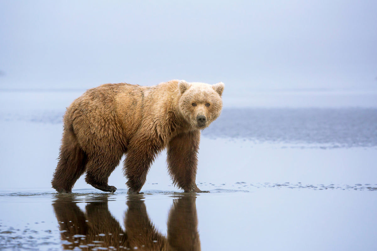 photo-wallpaper-the-bear-walk-x