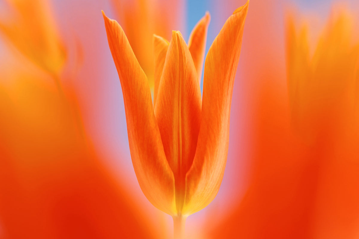 photo-wallpaper-kensaki-tulip