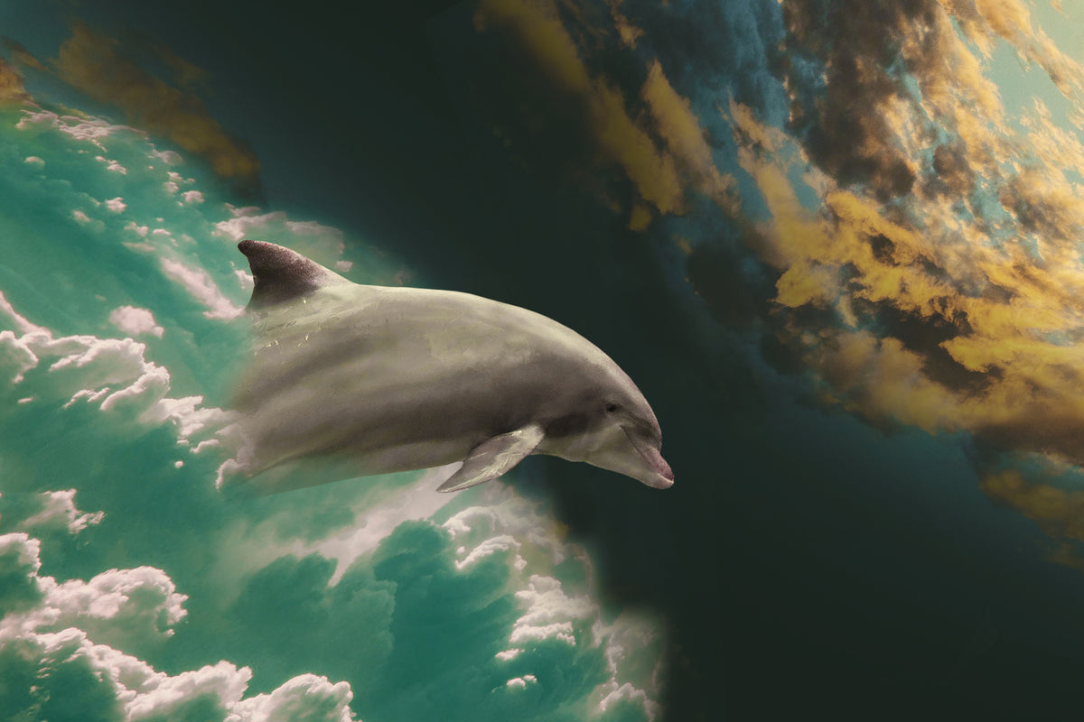 photo-wallpaper-fascination-dolphin