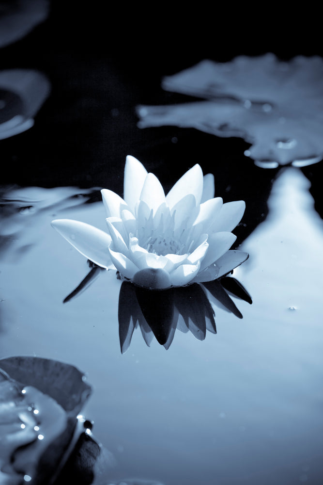 photo-wallpaper-black-and-white-photograph-waterlily