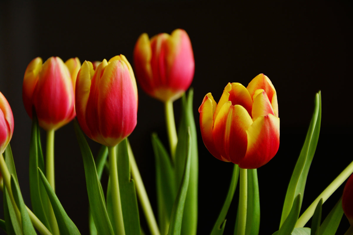 photo-wallpaper-colorful-tulips