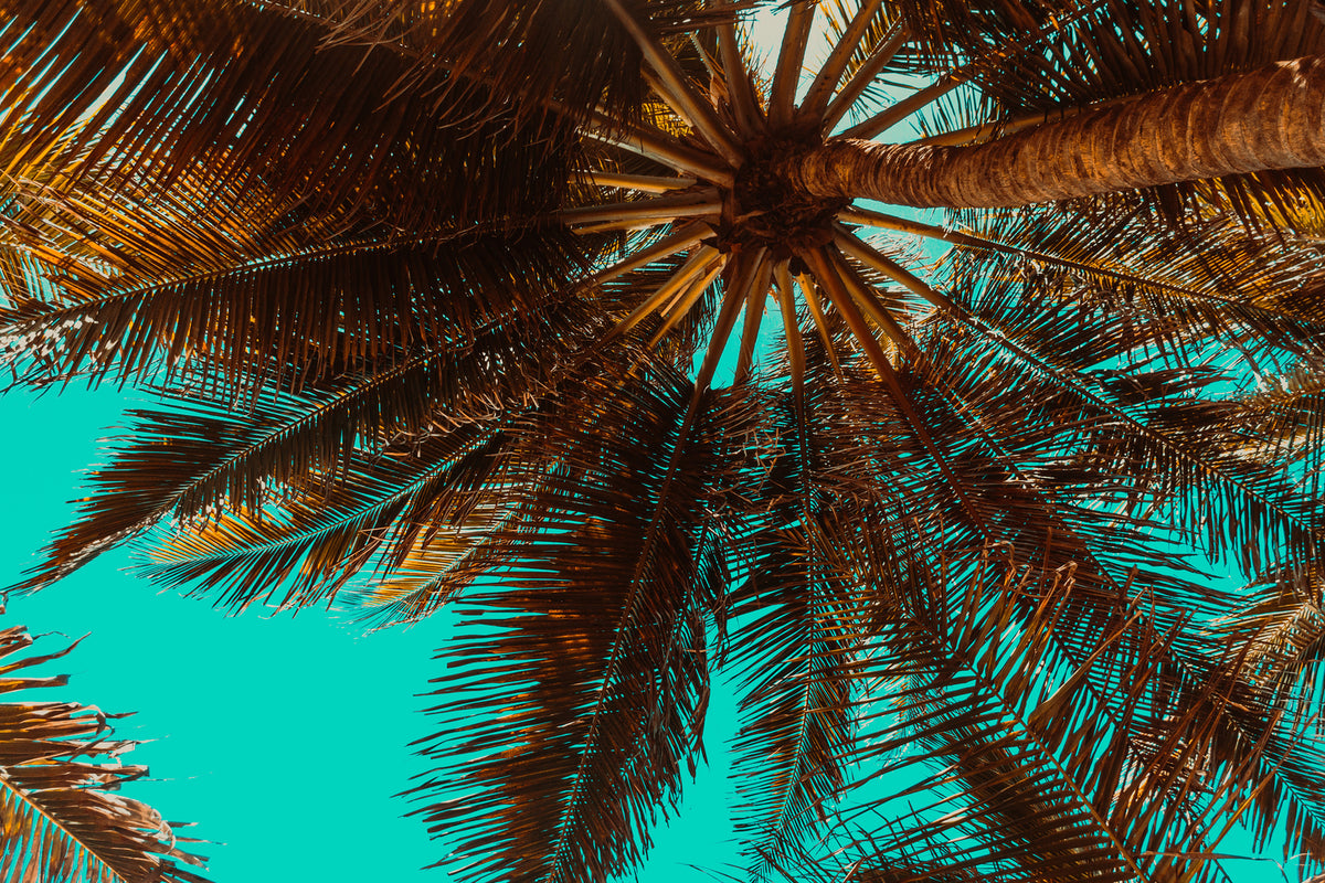 photo-wallpaper-my-place-under-the-palm-trees