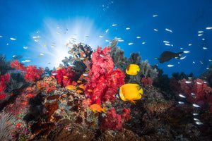 photo-wallpaper-reef-life