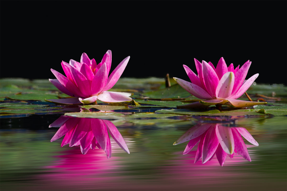 photo-wallpaper-water-lilies-duo-in-pink