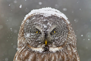 photo-wallpaper-great-grey-owl-winter-portrait