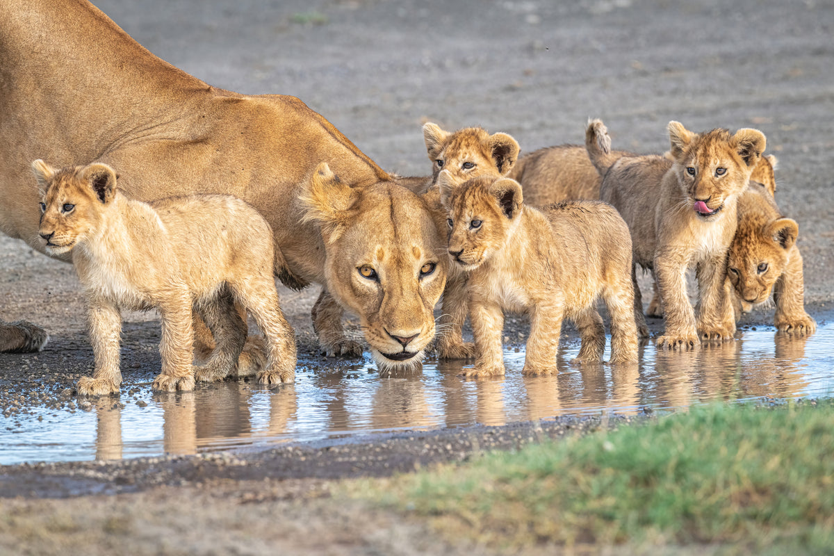 photo-wallpaper-wariness-at-the-water-hole-x