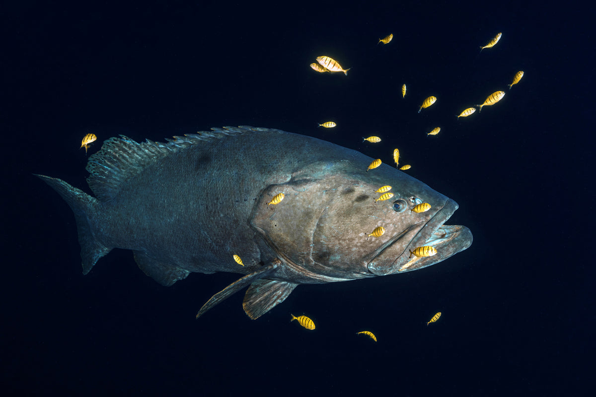 photo-wallpaper-giant-grouper