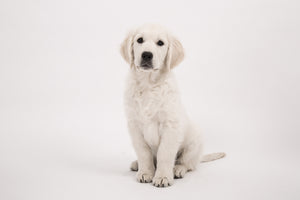 photo-wallpaper-sweet-golden-retriever-puppy