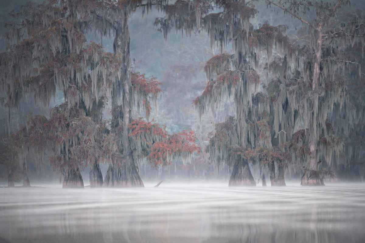 photo-wallpaper-misty-bayou-x