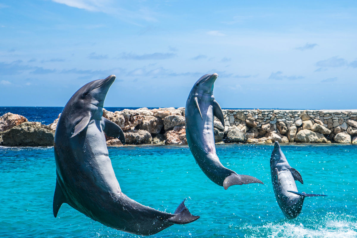 photo-wallpaper-3-dolphins