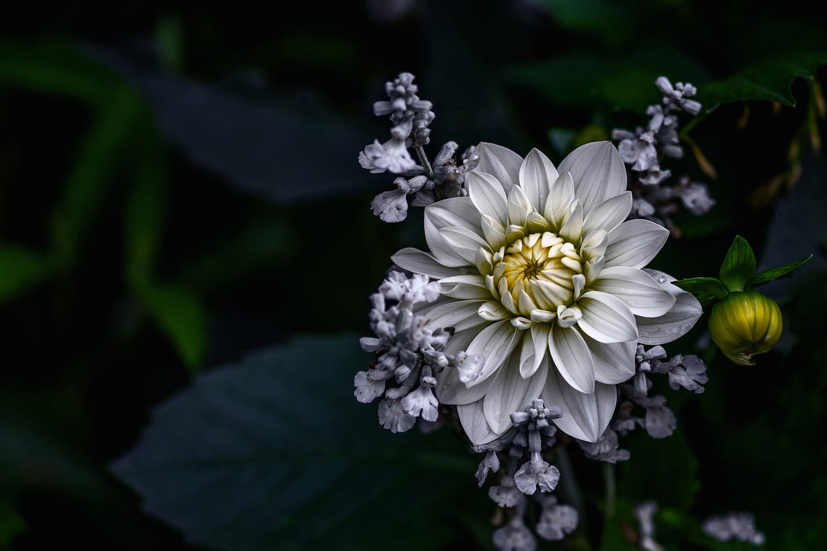 photo-wallpaper-dahlia-flower