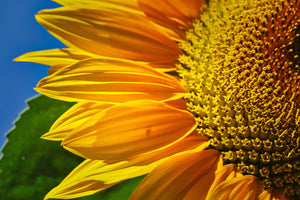 photo-wallpaper-the-bud-close-up