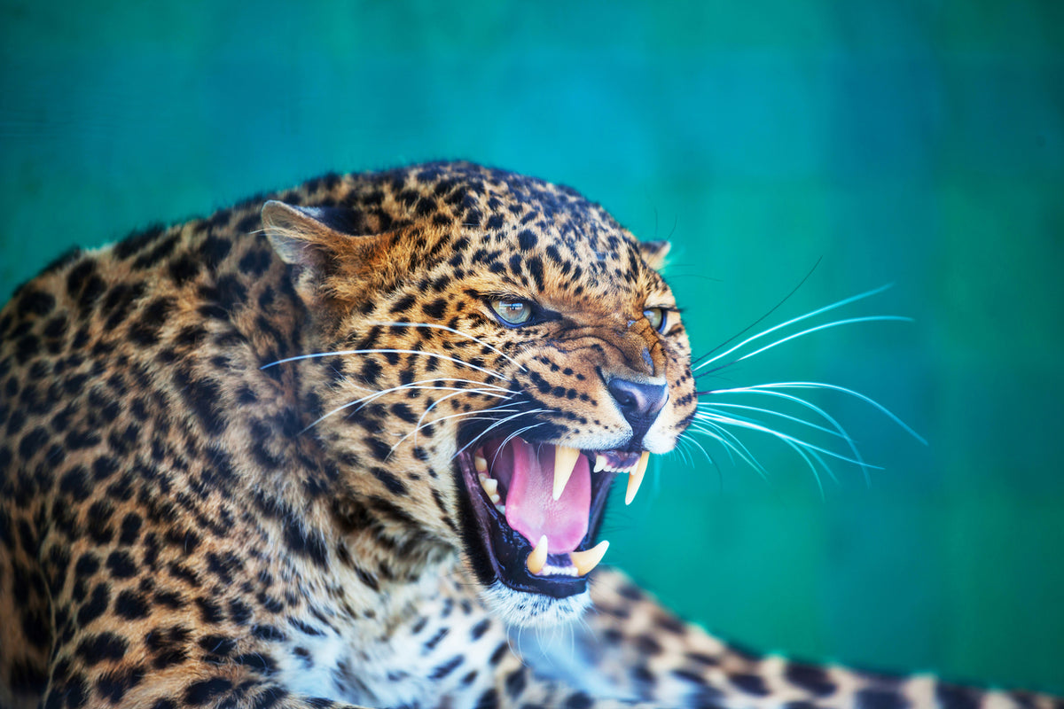 photo-wallpaper-attention-leopard