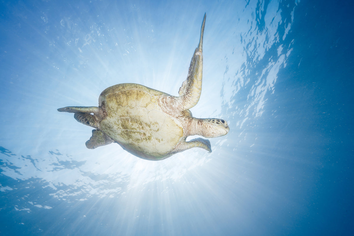 photo-wallpaper-sea-turtle-green-turtle