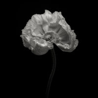 photo-wallpaper-poppy-a