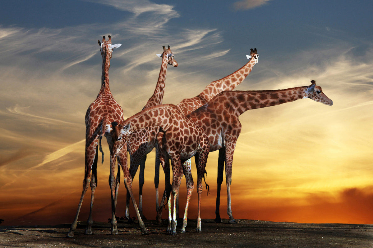 photo-wallpaper-girafe-at-sunset