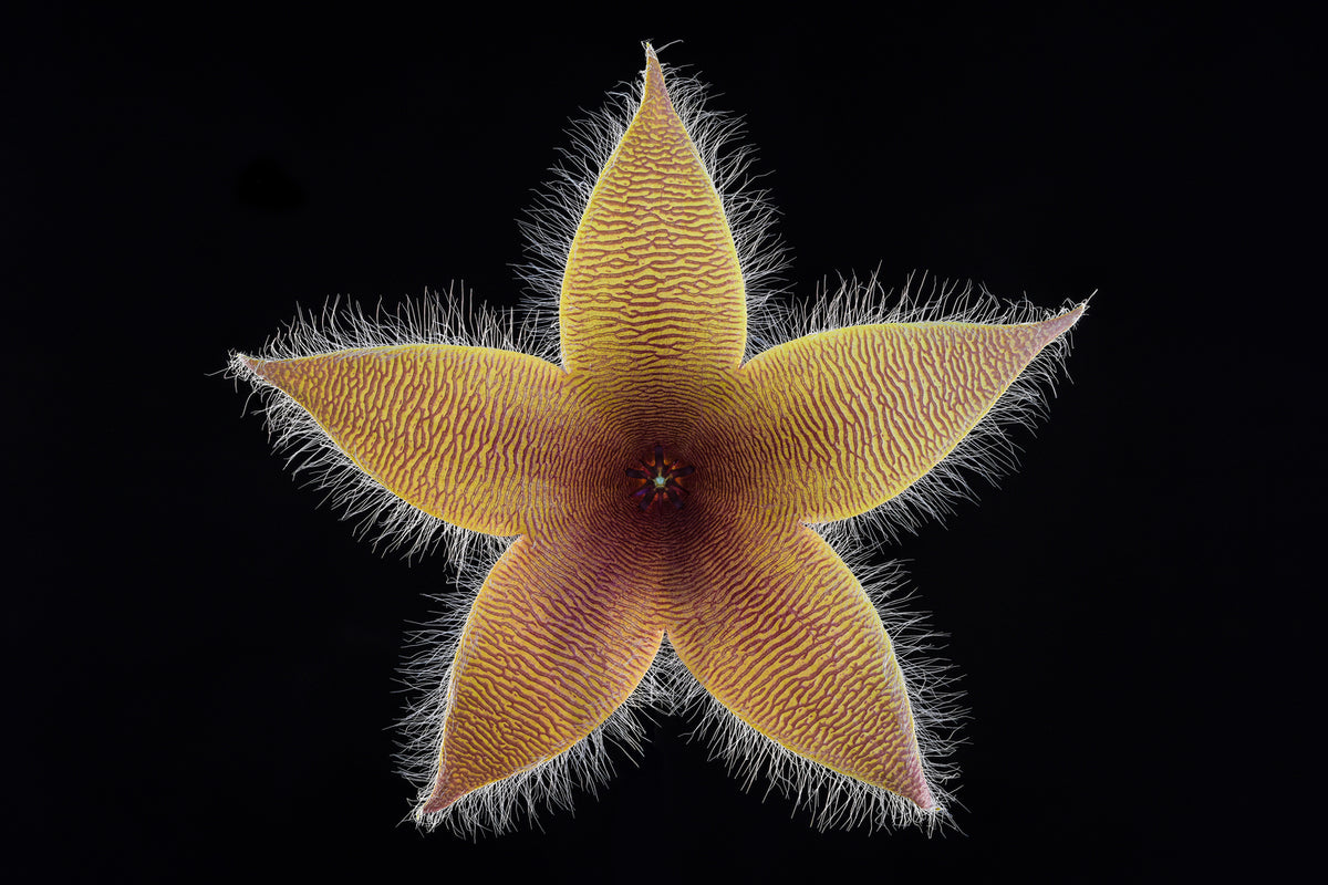 photo-wallpaper-stapelia-grandiflora