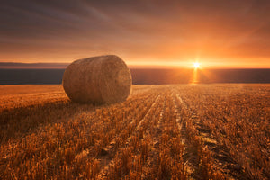 photo-wallpaper-gold-harvest-x