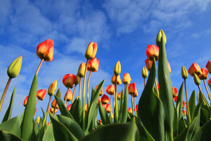 photo-wallpaper-tulips-tower-to-the-sky