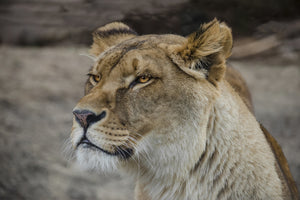 photo-wallpaper-head-of-a-lioness