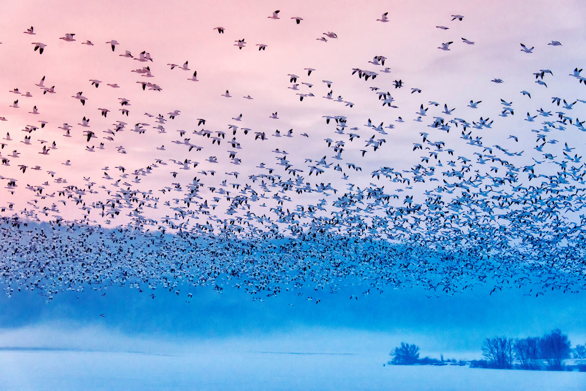 photo-wallpaper-flying-in-the-fogging-morning