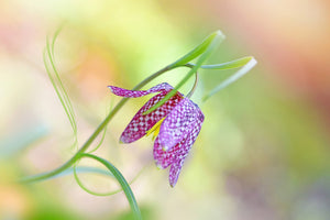 photo-wallpaper-snake-s-head-fritillary-x