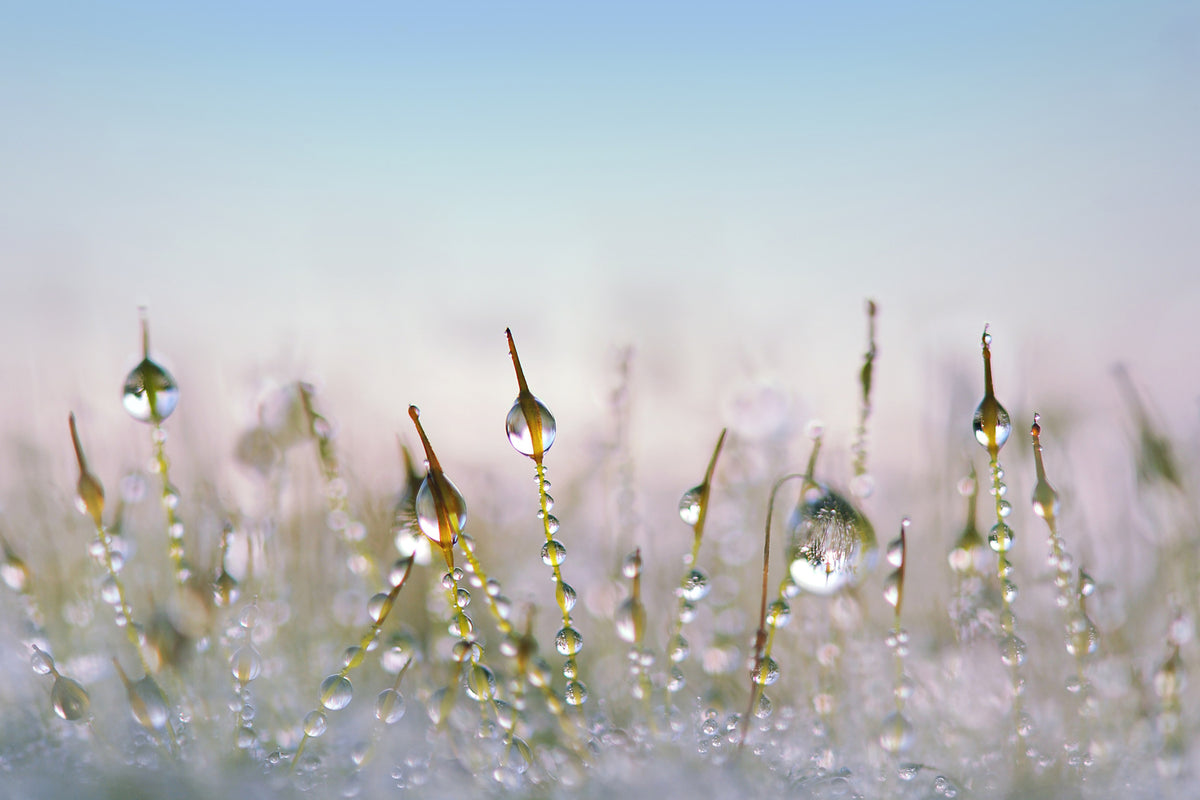 photo-wallpaper-the-dew-drops