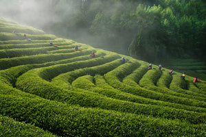 photo-wallpaper-green-tea-farm