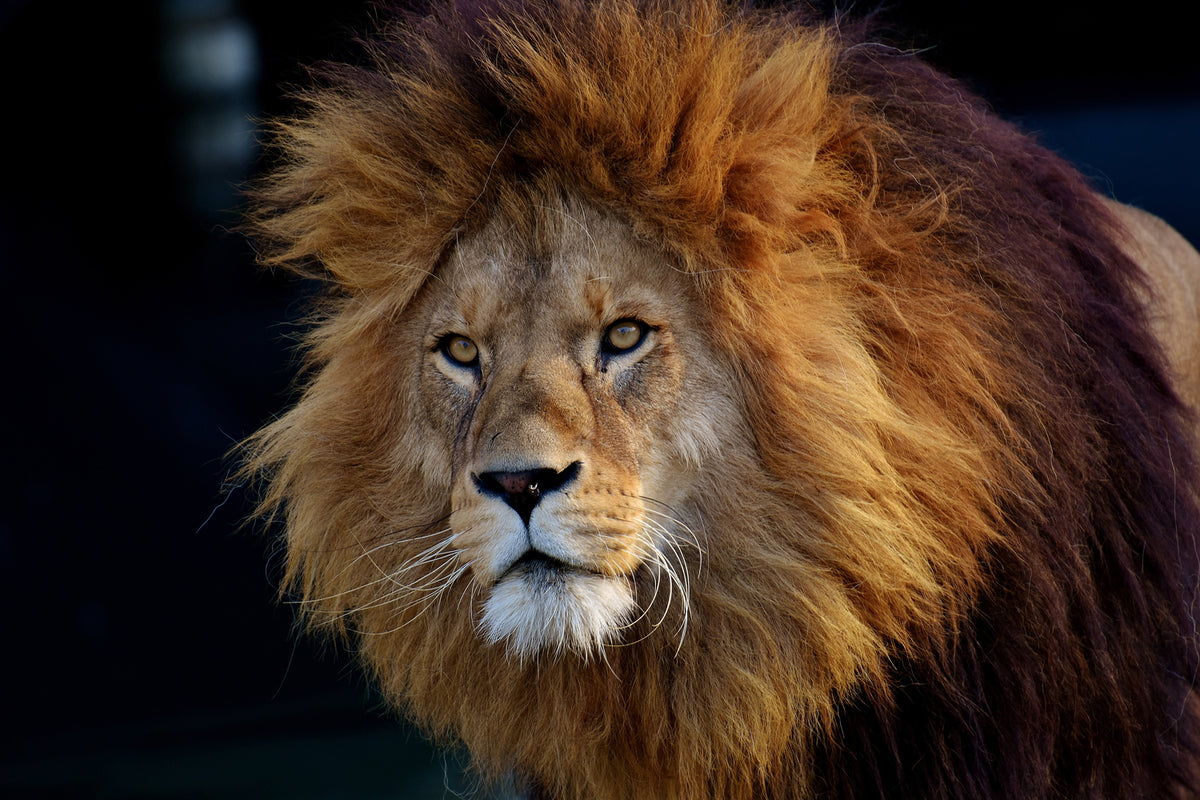 photo-wallpaper-attention-lion