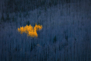 photo-wallpaper-heart-of-aspens