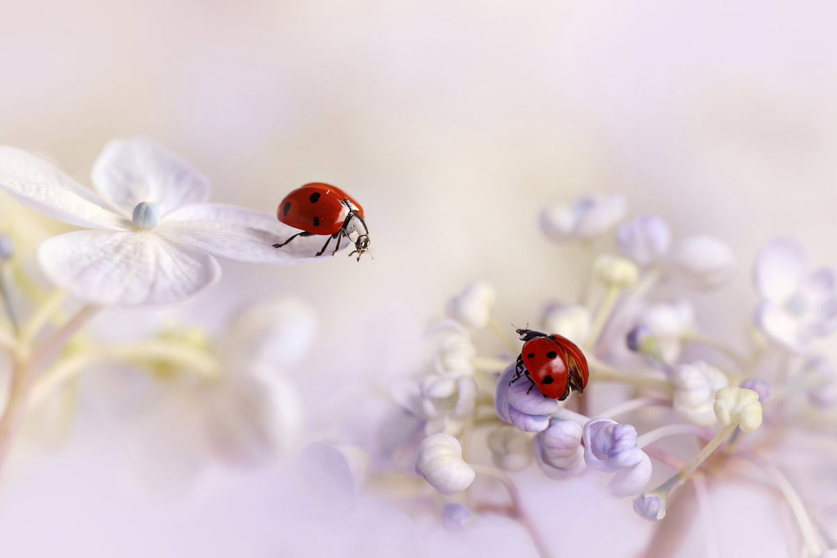 photo-wallpaper-small-friends-x