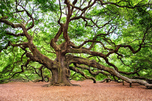 photo-wallpaper-the-oak