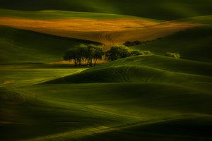 photo-wallpaper-tree-in-the-field-x