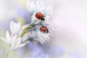 photo-wallpaper-ladybirds