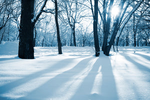 photo-wallpaper-the-forest-without-tracks-in-the-snow