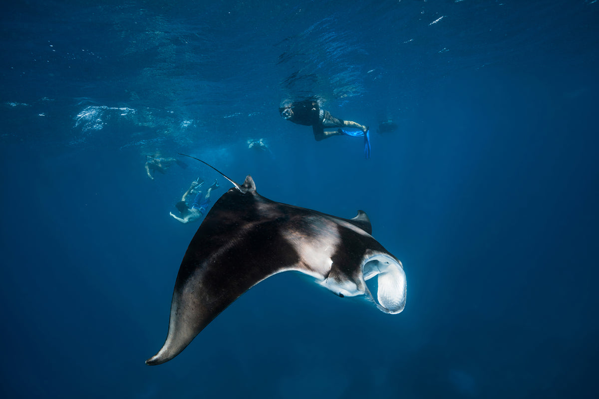 photo-wallpaper-manta-ray-ii