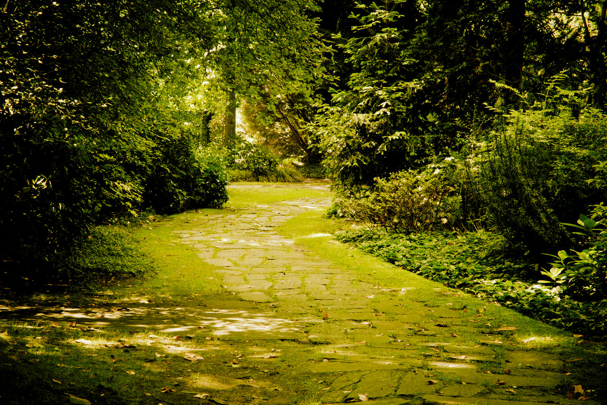 photo-wallpaper-moss-covered-path