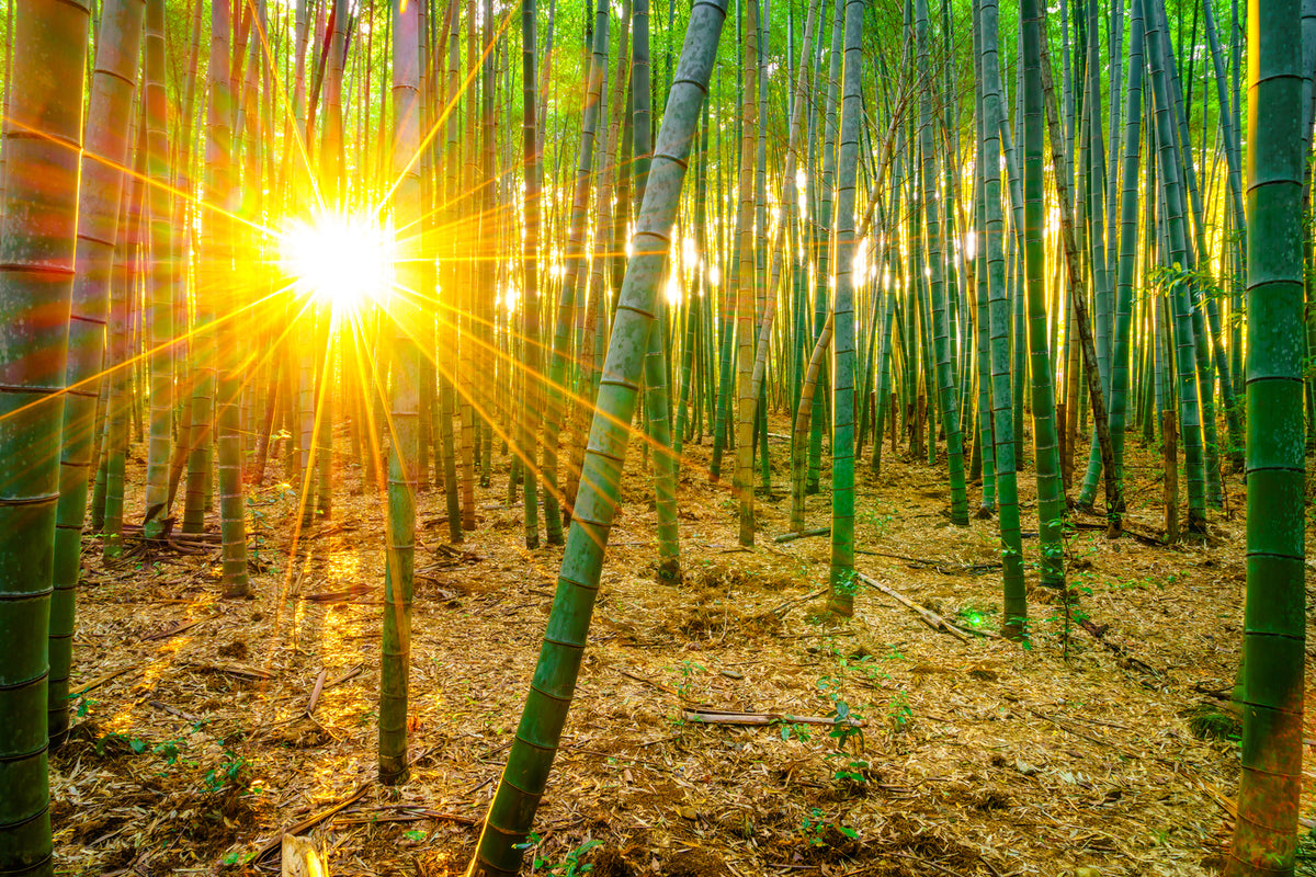 photo-wallpaper-bamboos