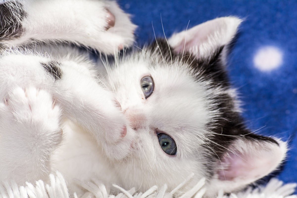 photo-wallpaper-sweet-kitten