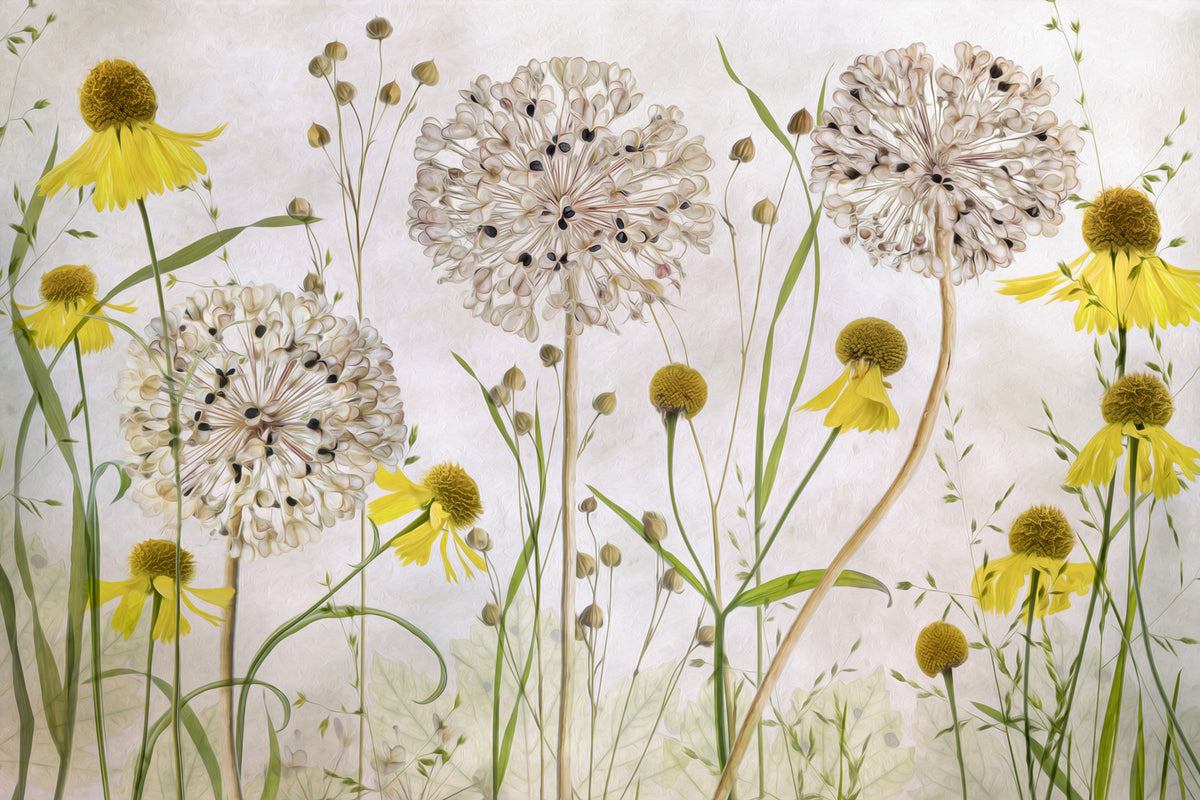 photo-wallpaper-alliums-and-heleniums