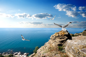 photo-wallpaper-the-seagulls-and-the-sea