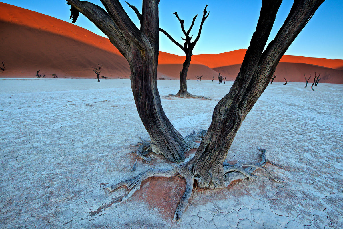 photo-wallpaper-ancient-trees-in-the-vlei