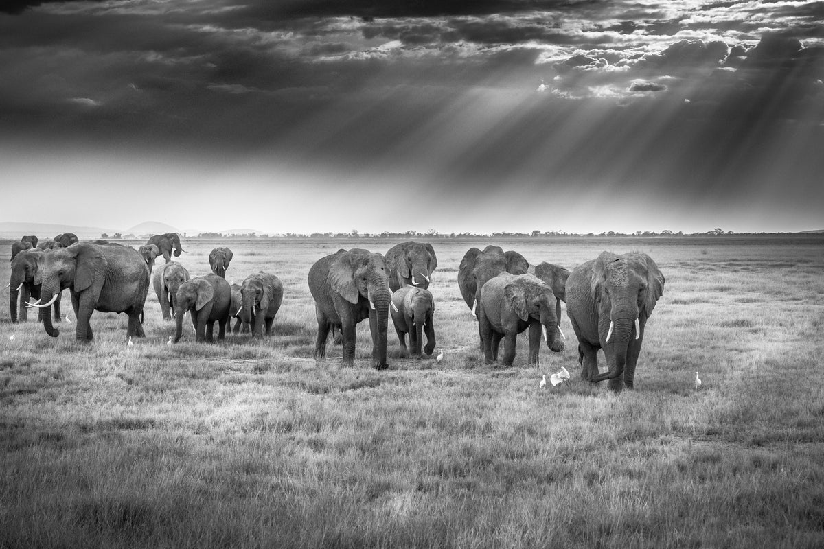 photo-wallpaper-breakfast-with-pachyderms-x