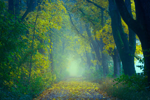 photo-wallpaper-green-forest